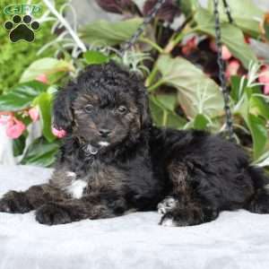 Rhett, Yorkie Poo Puppy